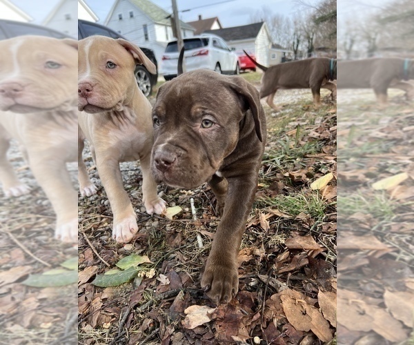 Medium Photo #1 American Bully Puppy For Sale in MANSFIELD, OH, USA