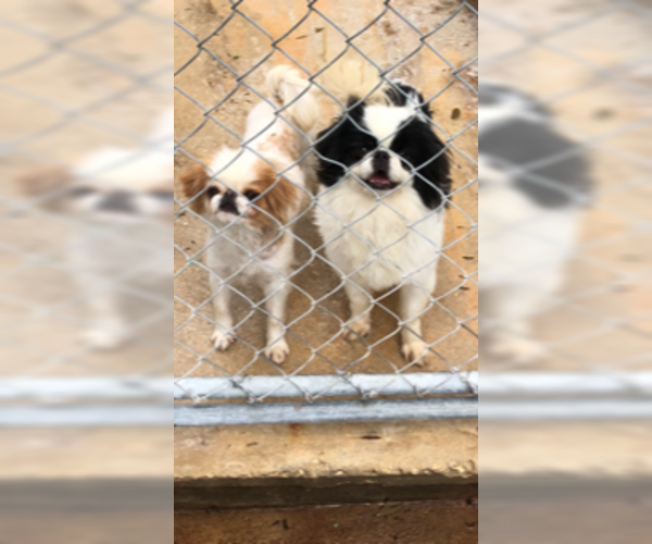 Medium Photo #1 Japanese Chin Puppy For Sale in SAINT HEDWIG, TX, USA