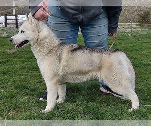 Mother of the Siberian Husky puppies born on 09/17/2026