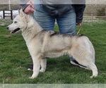 Small Photo #1 Siberian Husky Puppy For Sale in HEPPNER, OR, USA