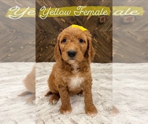 Goldendoodle Puppy for sale in GREYBULL, WY, USA
