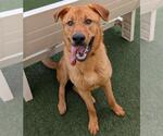Small #8 Mastador