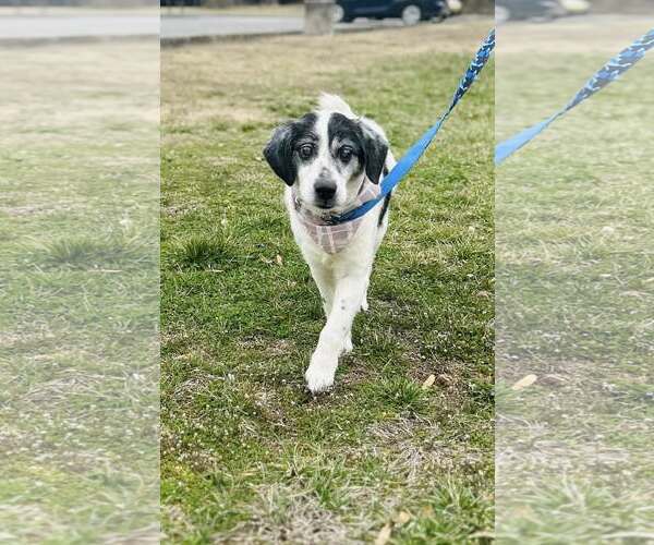 Medium Photo #7 Australian Shepherd-Unknown Mix Puppy For Sale in Hinton, WV, USA