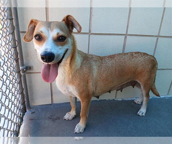 Medium Photo #3 Labrador Retriever-Unknown Mix Puppy For Sale in Corpus Christi, TX, USA