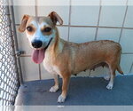 Small Photo #3 Labrador Retriever-Unknown Mix Puppy For Sale in Corpus Christi, TX, USA