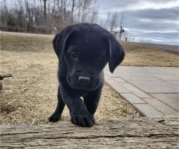 Medium Photo #6 Labrador Retriever Puppy For Sale in BARRON, WI, USA