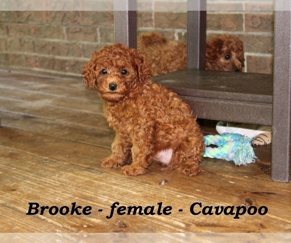 Medium Photo #4 Cavapoo Puppy For Sale in CLARKRANGE, TN, USA