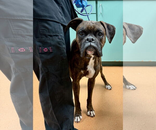 Medium Photo #2 Boxer Puppy For Sale in Dumont, NJ, USA