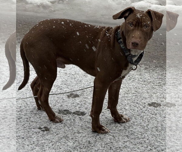 Medium Photo #2 Mutt Puppy For Sale in Brooklyn Center, MN, USA