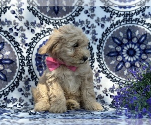 Goldendoodle (Miniature) Puppy for sale in LANCASTER, PA, USA