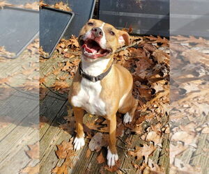 Boston Terrier-Boxer Mix Dogs for adoption in Coventry, CT, USA