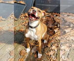 Small Boston Terrier-Boxer Mix