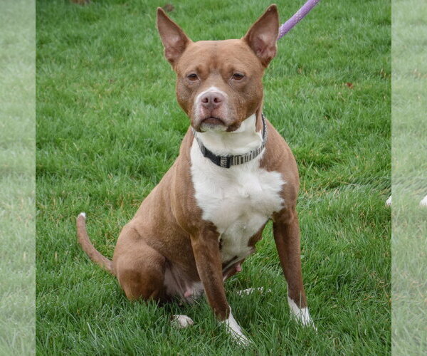 Medium Photo #6 American Bulldog-American Staffordshire Terrier Mix Puppy For Sale in Huntley, IL, USA