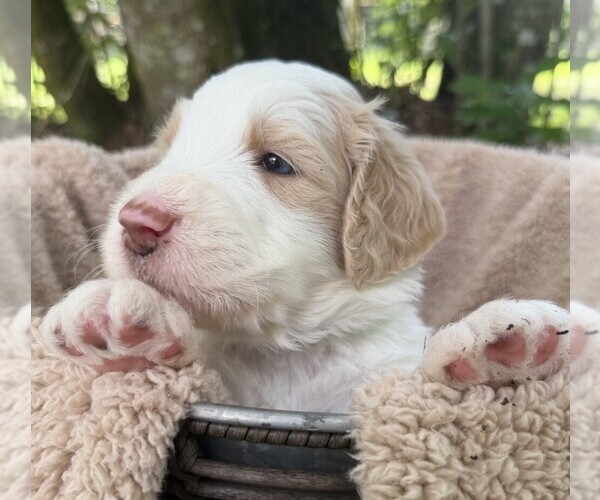 Medium Photo #8 Goldendoodle Puppy For Sale in PIERSON, FL, USA