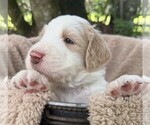 Small Photo #33 Goldendoodle Puppy For Sale in PIERSON, FL, USA