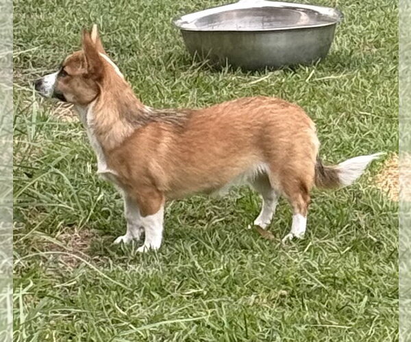 Medium Photo #2 Mutt Puppy For Sale in Valrico, FL, USA