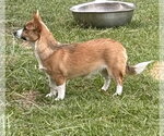Small #1 Mutt