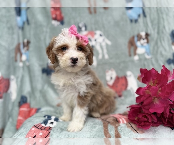Medium Photo #1 Cock-A-Poo Puppy For Sale in LAKELAND, FL, USA