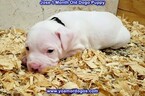 Small Photo #244 Dogo Argentino Puppy For Sale in JANE, MO, USA
