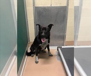 Mutt Dogs for adoption in Texas City, TX, USA