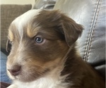 Small Photo #4 Australian Shepherd Puppy For Sale in SHELBY, NC, USA