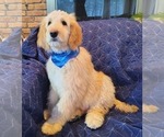 Puppy Jack Goldendoodle