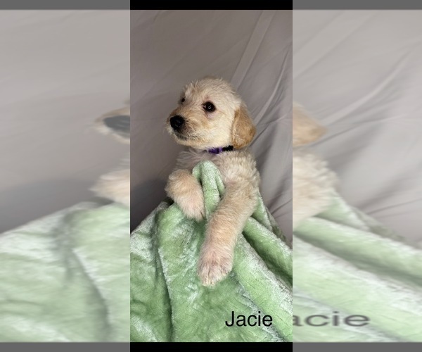 Medium Photo #1 Labradoodle Puppy For Sale in HOLLISTER, MO, USA