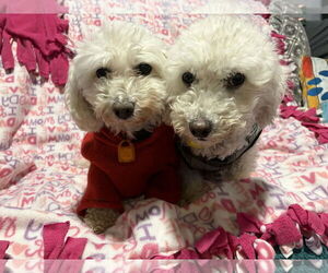 Bichon Frise Dogs for adoption in Mukwonago, WI, USA