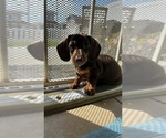 Small Photo #10 Dachshund Puppy For Sale in HUNTINGTON BEACH, CA, USA