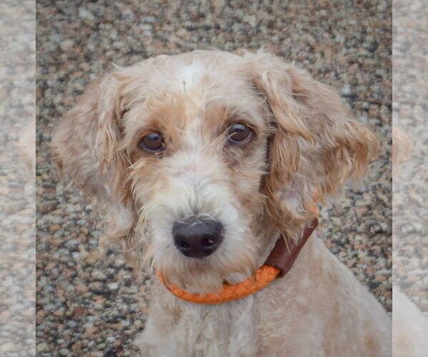 Medium Photo #1 Unknown-Wheaten Terrier Mix Puppy For Sale in Huntley, IL, USA