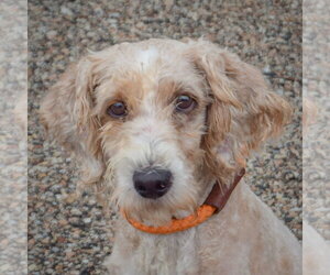 Unknown-Wheaten Terrier Mix Dogs for adoption in Huntley, IL, USA
