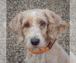 Brewers - Male Unknown-Wheaten Terrier Mix Dog for Adoption - Small photo