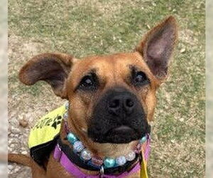 Mutt Dogs for adoption in Canton, CT, USA