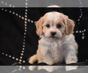 Cavachon Puppy for sale in ELDORADO, OH, USA