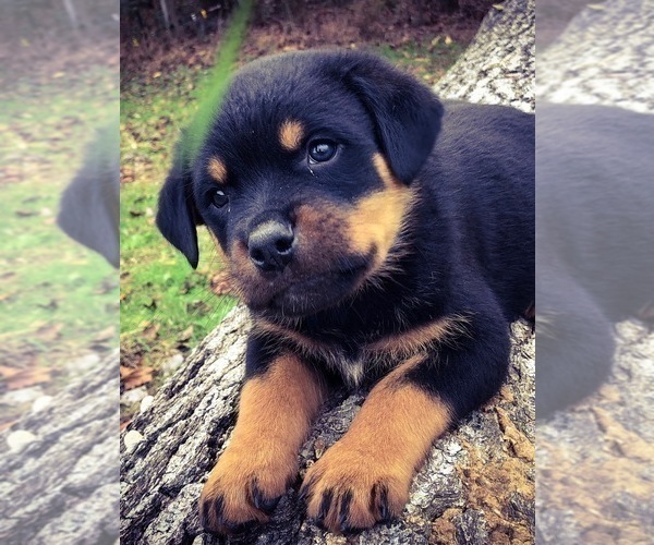 Medium Photo #8 Rottweiler Puppy For Sale in VONORE, TN, USA