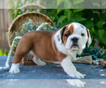Small #1 Beabull