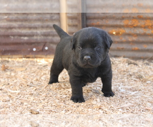 Labrador Retriever Puppy for sale in BROOKFIELD, MO, USA