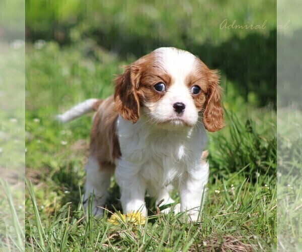 Medium Photo #5 Cavalier King Charles Spaniel Puppy For Sale in BLUFORD, IL, USA