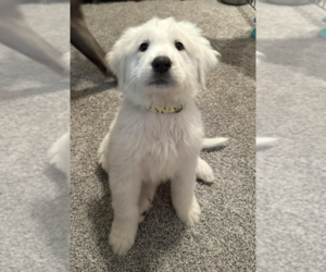 Great Pyrenees Dogs for adoption in Coralville, IA, USA