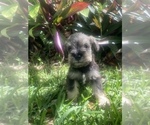 Small Photo #16 Schnauzer (Miniature) Puppy For Sale in FORT PIERCE, FL, USA
