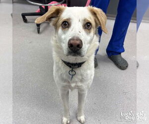 Mutt Dogs for adoption in Washington, DC, USA