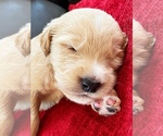 Small Photo #10 Goldendoodle Puppy For Sale in WOODLAND, AL, USA