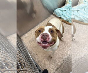 American Pit Bull Terrier-Unknown Mix Dogs for adoption in Martinsburg, WV, USA