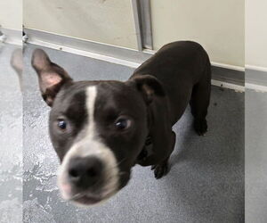American Pit Bull Terrier Dogs for adoption in Glen Allen, VA, USA