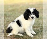 Puppy Bettie Bernedoodle (Miniature)