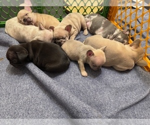 French Bulldog Litter for sale in KNOXVILLE, TN, USA