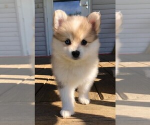 Pomsky Puppy for sale in SAVOY, MA, USA