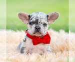 Small #4 French Bulldog