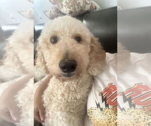 Goldendoodle Dogs for adoption in Valrico, FL, USA