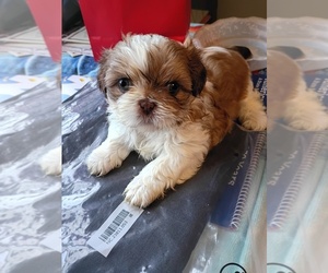 Shih Tzu Puppy for sale in PRINCETON, IN, USA